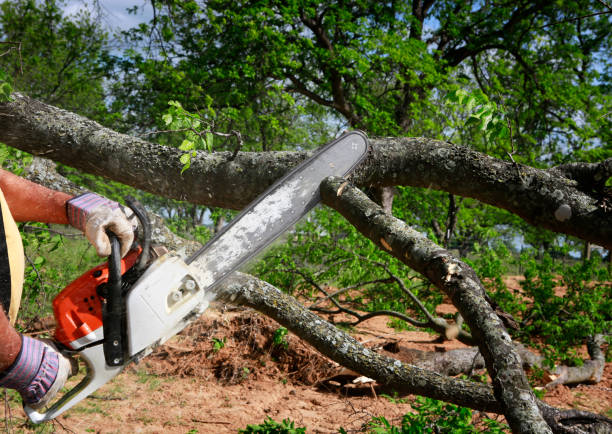 Reliable Youngsville, PA Tree Service Solutions